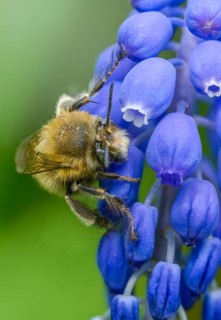 Anthophora acervorum, anthophora plumipes, apidae, bees, spring fur bee, common fur bee,