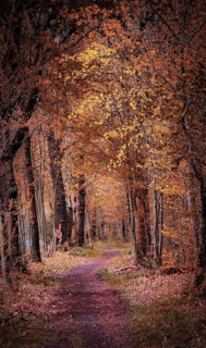 An autumnal trail with trees full of orange and yellow leaves, hiking in the Frankenwald nature