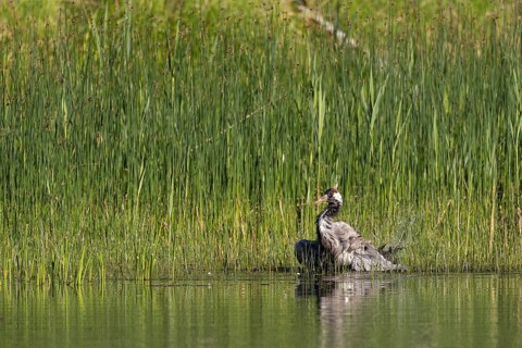 Crane (Grus grus), a crane bathing in a fish pond, Lusatia, Saxony, Germany