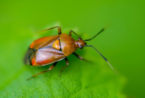 Deraeocoris ruber, triangular soft bug, common nimrod, heteroptera, red-spotted plant bug, red