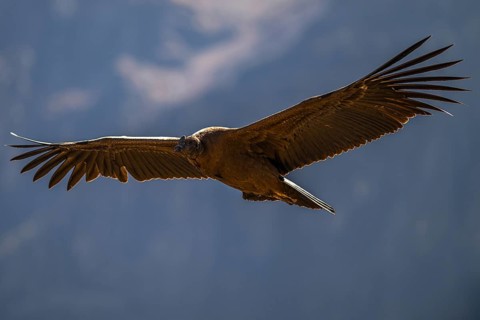 Condor, Andean condor (Vultur gryphus), New World vulture, Cañón del Colca, Colca Canyon, southern