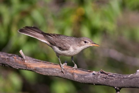 Pale mockers, Hippolais pallida, iduna pallida, olivaceous warbler, birds, Bulgaria, passeri,