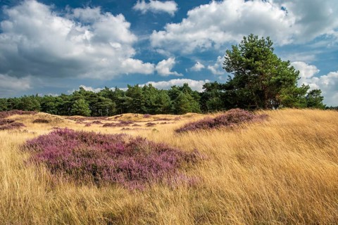 Heather (Calluna vulgaris) in the Hooge Veluwe National Park, De Hooge Veluwe, Arnhem, Netherlands