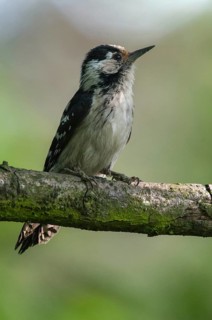 Dendrocopos minor, dryobates minor, small woodpecker, lesser spotted woodpecker, birds, female,