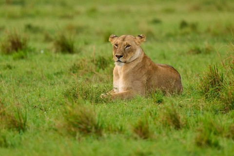 A lioness lies alertly in the grass, surveying her surroundings, lioness (Panthera leo), Masai Mara