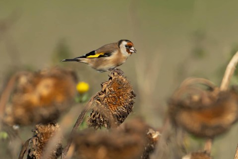 European goldfinch (Carduelis carduelis) adult garden bird eating seeds on a Sunflower (Helianthus