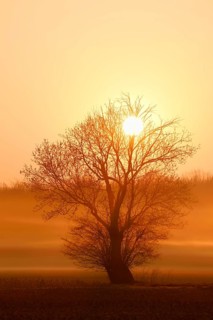 European ash (Fraxinus excelsior) shrouded in morning mist at sunrise, in winter, North