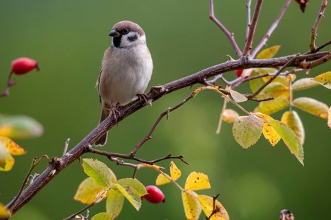 Tree sparrow, dog rose, Passer Montanus, pink canina, rosaceae, rose family, sparrow, autumn,