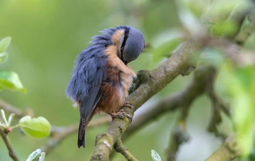 Nuthatch, Sitta Europaea, Birds, Plumage Care, Passeri, Preening, Songbirds, Birds