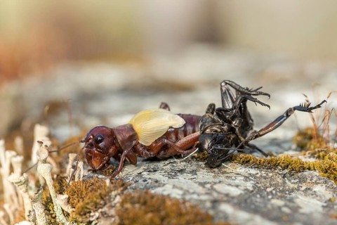 Field cricket, Gryllus campestris, ensifera, field cricket, crickets, hatching, skin, molting,