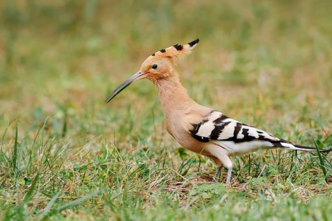 Hoopoe (Upupa epops) foraging in a meadow, Algarve, Portugal