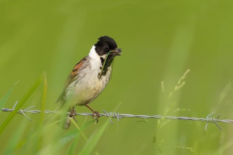 A male reed bunting (Emberiza schoeniclus) with food in its beak, perched on barbed wire, Lake
