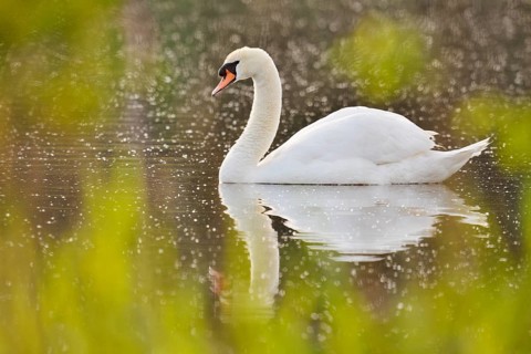 Mute Swan (Cygnus olor), North Rhine-Westphalia, Germany