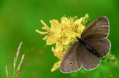Aphantopus hyperantus, brown forest bird, ringlet, chimney sweep, forest bird, butterfly, insects,