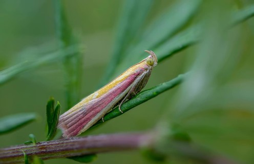 Half-red moth, oncocera semirubella, rhubarb moth, rosy-striped knot horn, insects, moths, moths,