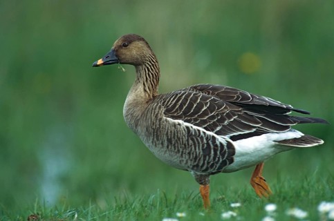 Anser Fabalis, Bean Goose, Saatgans, Anatidae, Birds, Duckbirds, Goose, Geese, Goose, Leo, Birds,