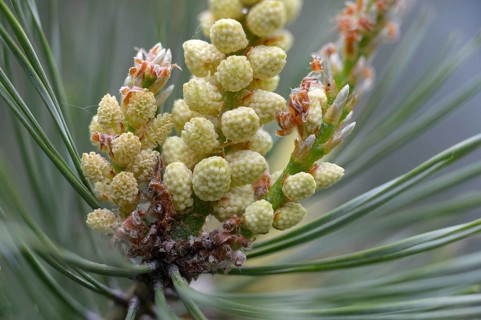 Baltic pine, forche, common pine, pine family, pinaceae, pinus sylvestris, red pine, scotch pine,