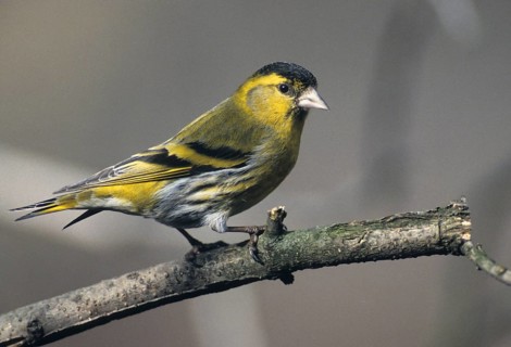 Carduelis spinus, siskin, spinus spinus, siskin, birds, male, passeri, songbirds, birds