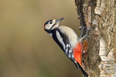 Great spotted woodpecker (Dendrocopus major), male, foraging on the trunk of a common birch (Betula