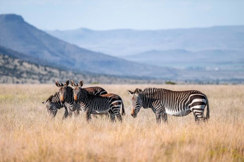 Herd, Cape Mountain Zebra (Equus zebra zebra), adult animal, Mountain Zebra National Park, Eastern