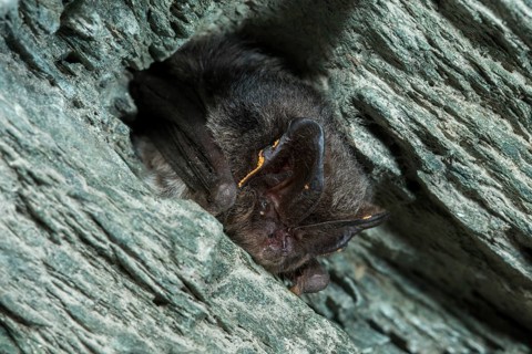 Barbastella Barbastellus, Barbastelle bat, pug bat, bat, chiroptera, bats, mammals, mammals, winter