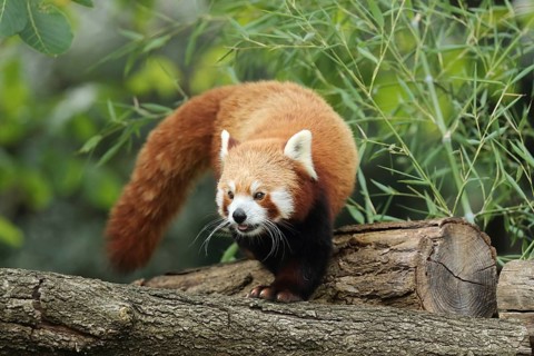A red panda examines a tree trunk, surrounded by green leaves, the red panda or cat bear (Ailurus