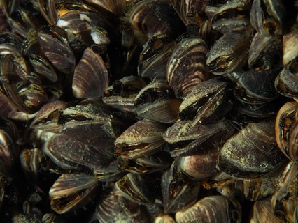 Close-up of Quagga triangle mussels (Dreissena rostriformis bugensis), invasive species,