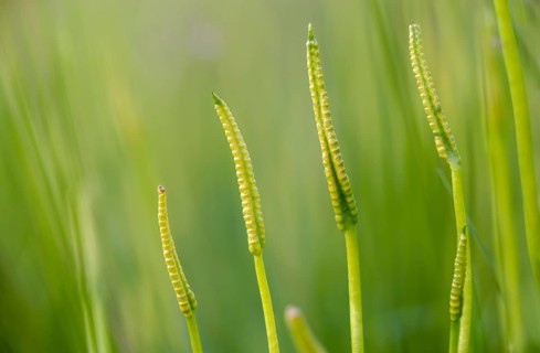 Common snake tongue, snake tongue, ophioglossaceae, ophioglossum vulgatum, adder's-tongue,