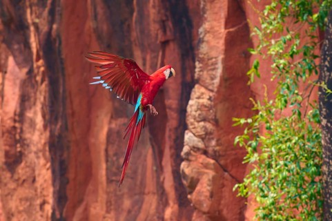 A red parrot hovers in front of a red rock face, surrounded by green vegetation, Green-winged