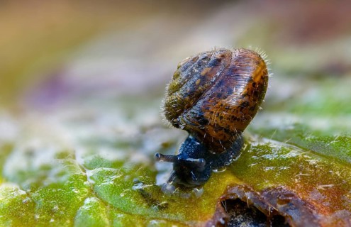 Silky hair snail, trochulus sericeus, gastropoda, mollusca, snails, snails, molluscs