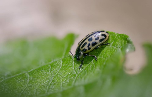 Leaf beetle, chrysomela 20-punctata, chrysomela vigintipunctata, coccinella 20-punctata, spotted