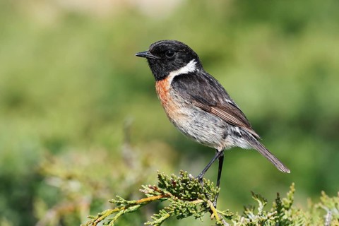 Black-throated Stonechat (Saxicola rubicola), male, Algarve, Portugal