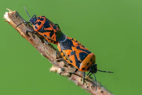 Eurydema ornata, Eurydema ornatum, vegetable bug, heteroptera, ornate shieldbug, pentatomidae, red