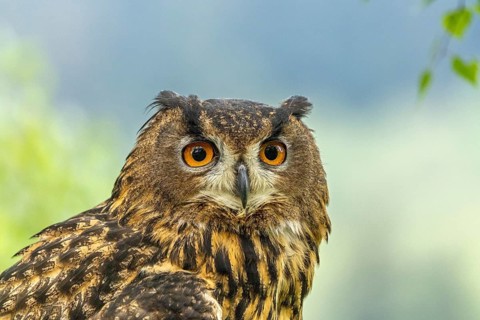 Close-up of an owl with orange eyes in its natural habitat, eagle owl (Bubo bubo), adult, animal
