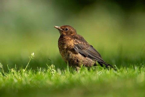 Eurasian blackbird (Turdus merula) adult garden bird on a grass lawn, England, United Kingdom