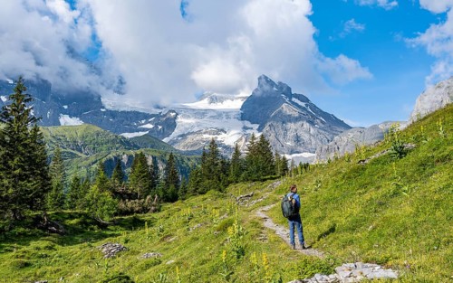 Hiker on hiking trail between Great yellow gentian (Gentiana lutea) in front of picturesque