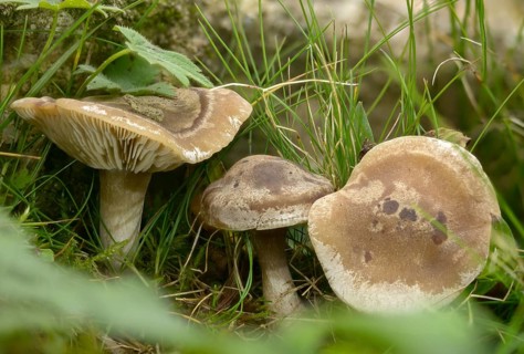 Grey-brown rubella knight, horn-gray rubella knight, lepista luscina, lepista panaeolus, marbled