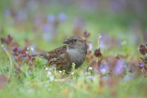 Dunnock or Hedge sparrow (Prunella modularis) adult garden bird feeding amongst Bugle (Ajuga