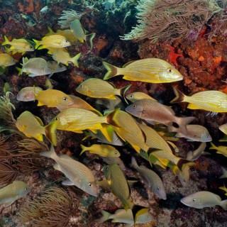 A school of yellow fish, bluestriped grunts (Haemulon sciurus), swimming briskly through a coral