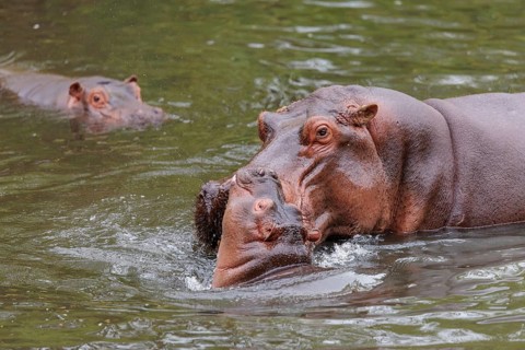 A young hippopotamus (Hippopotamus amphibius) plays in the water with its mother. A third