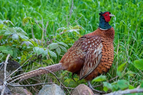 Pheasant, hunting pheasant, phasianus colchicus, pheasant, Sweden, birds, chickens, galliformes,