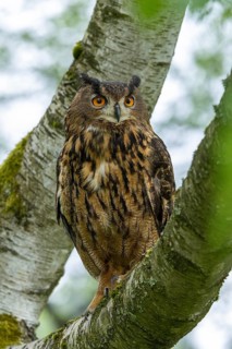 The eagle owl perches steadily on a branch, surrounded by green vegetation, the eagle owl (Bubo
