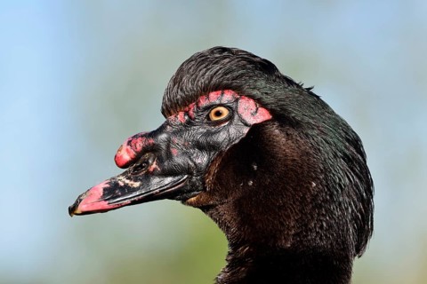 Muscovy duck (Cairina moschata), drake, portrait, North Rhine-Westphalia, Germany