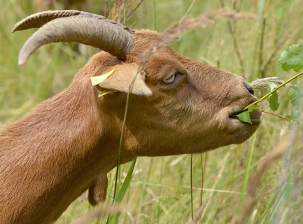 Artiodactyla, Capra Aegagrus Hircus, even-toed ungulate, domestic goat, cloven-hoofed, Pöllwitzer