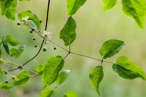 Clematis vitalba, clematis, common clematis, buttercups, ranunculaceae, clematis, flora, old man's