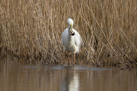 Great white egret (Ardea alba) adult bird in water on the edge of a reedbed with a frog for food in