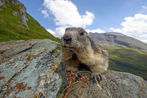 Animals, Mammals, Alpine marmot (Marmota marmota), Alps, Italy