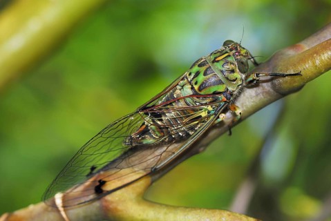 Animals Insects Cicada Cicada, Marlborough Sounds National Park, South Island New Zealand