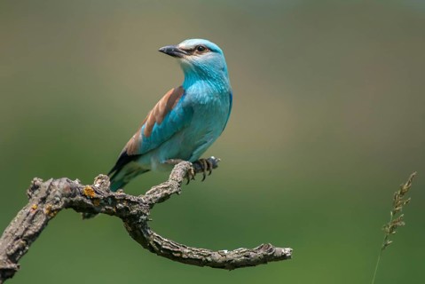 Blue racke, coracias garrulus, European roller, scooter, birds, Bulgaria, coraciidae, racken, birds