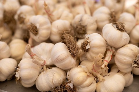 Pile of fresh garlic bulbs with roots